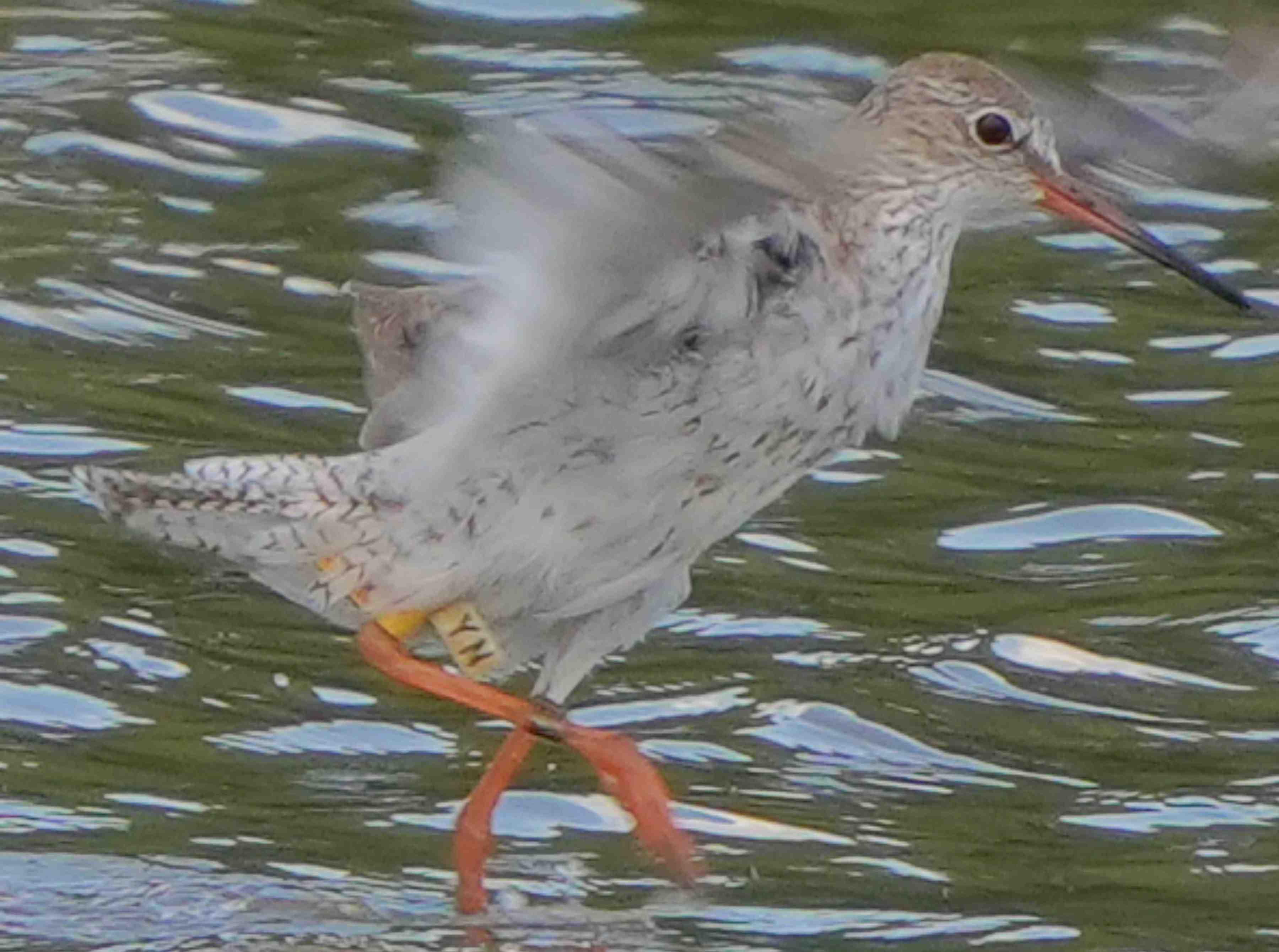 鷸  紅腳鷸  Common Redshank A7400258A  (YN)1.JPG