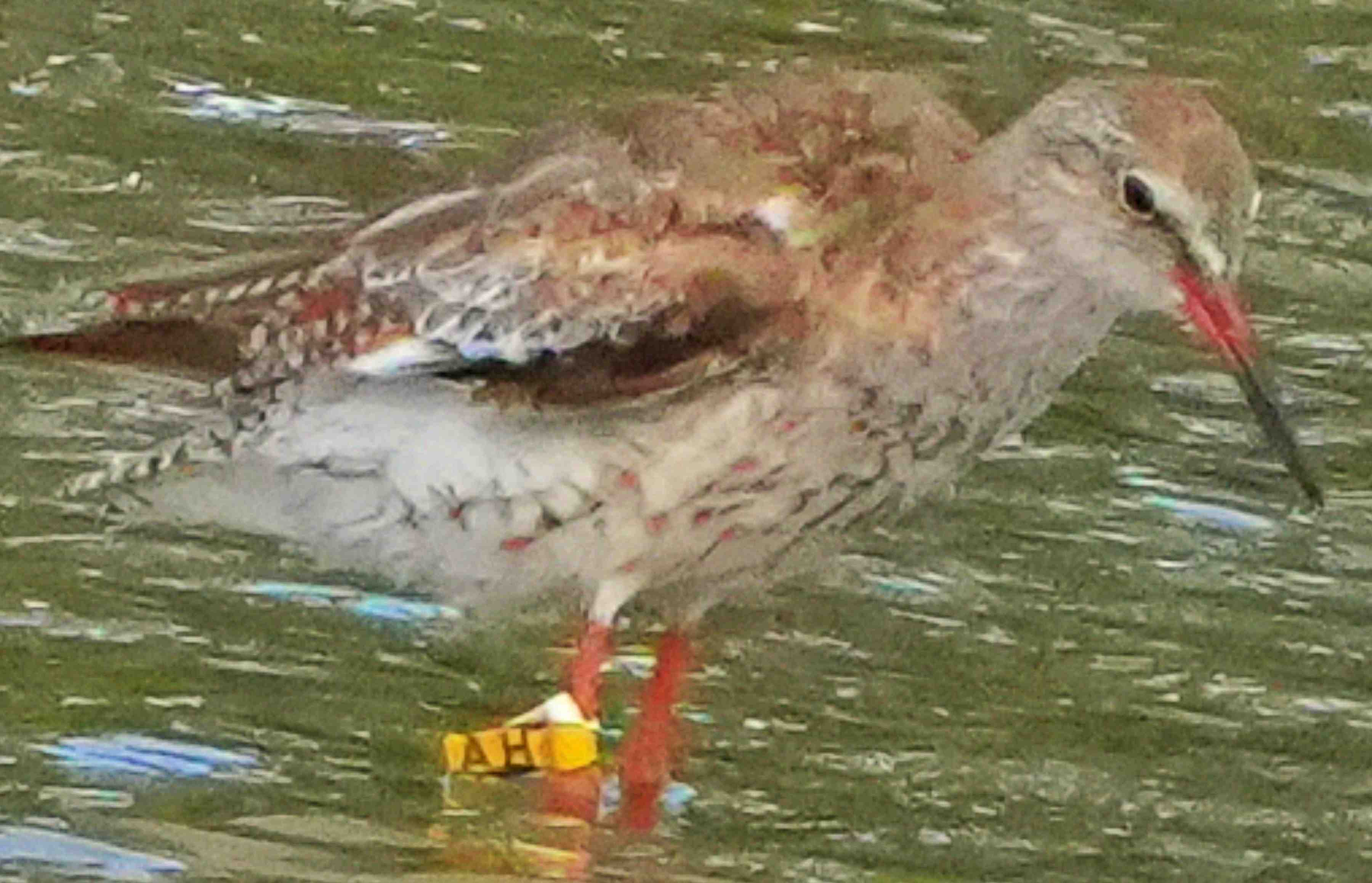鷸  紅腳鷸  Common Redshank A7400470A  (AH)1.JPG