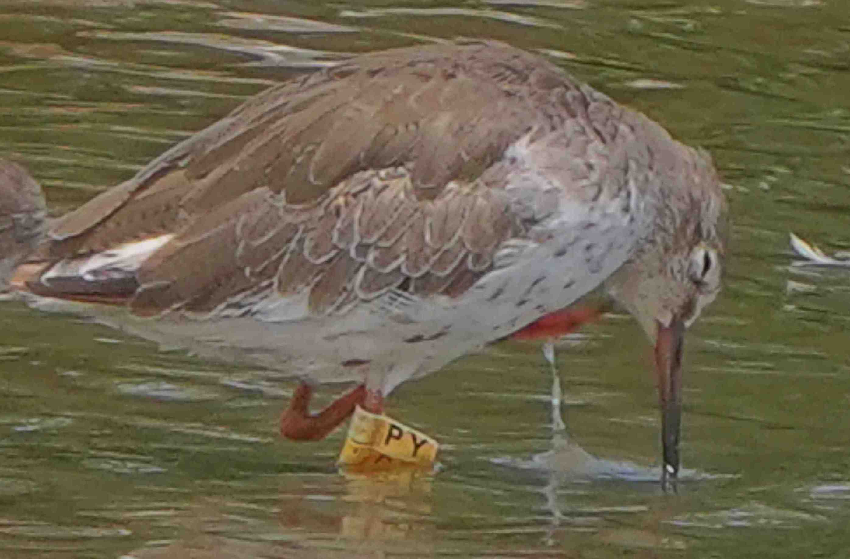 鷸  紅腳鷸  Common Redshank A7400497A  (PY)1.JPG