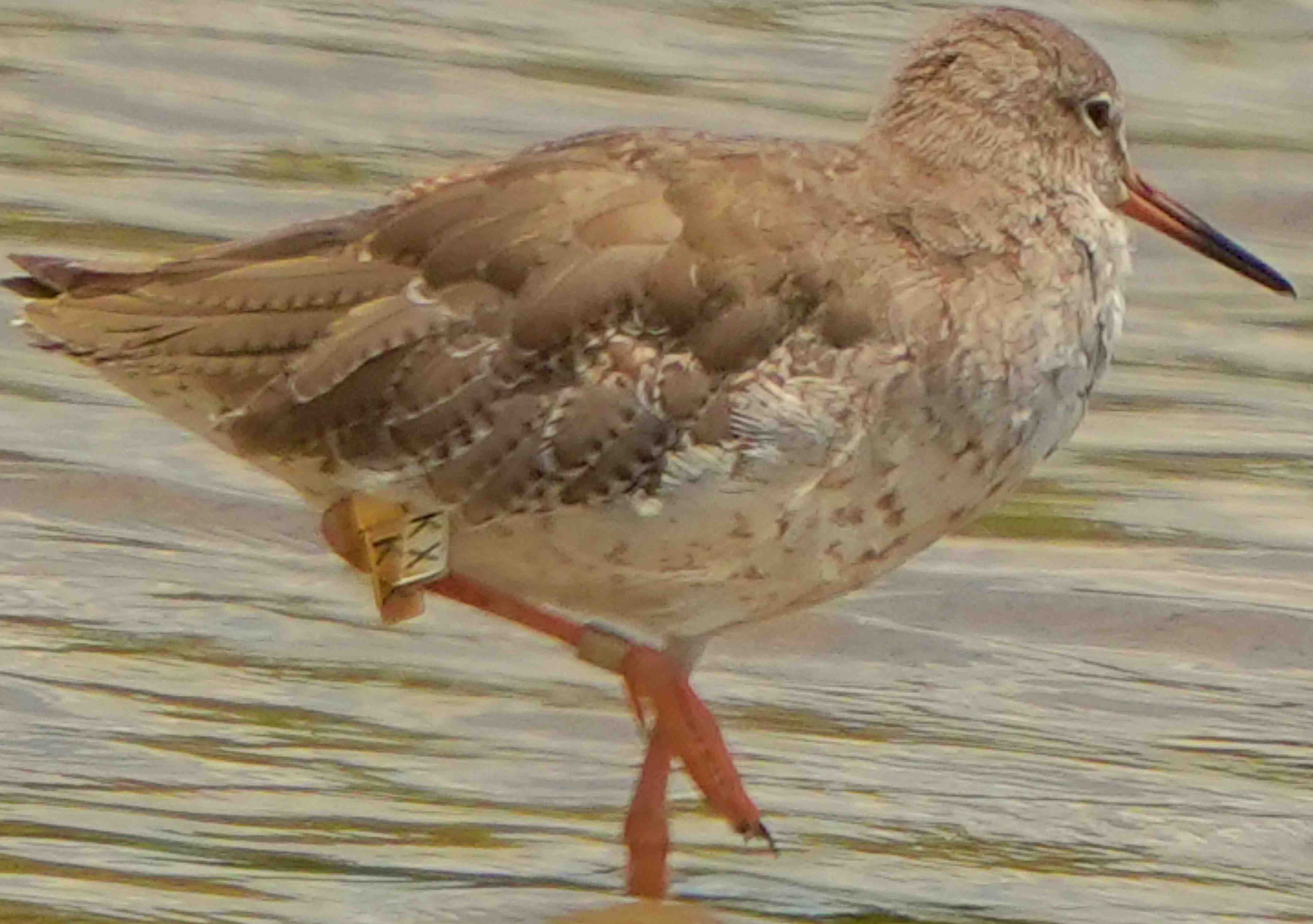 鷸  紅腳鷸  Common Redshank A7400649A  (KX)1.JPG