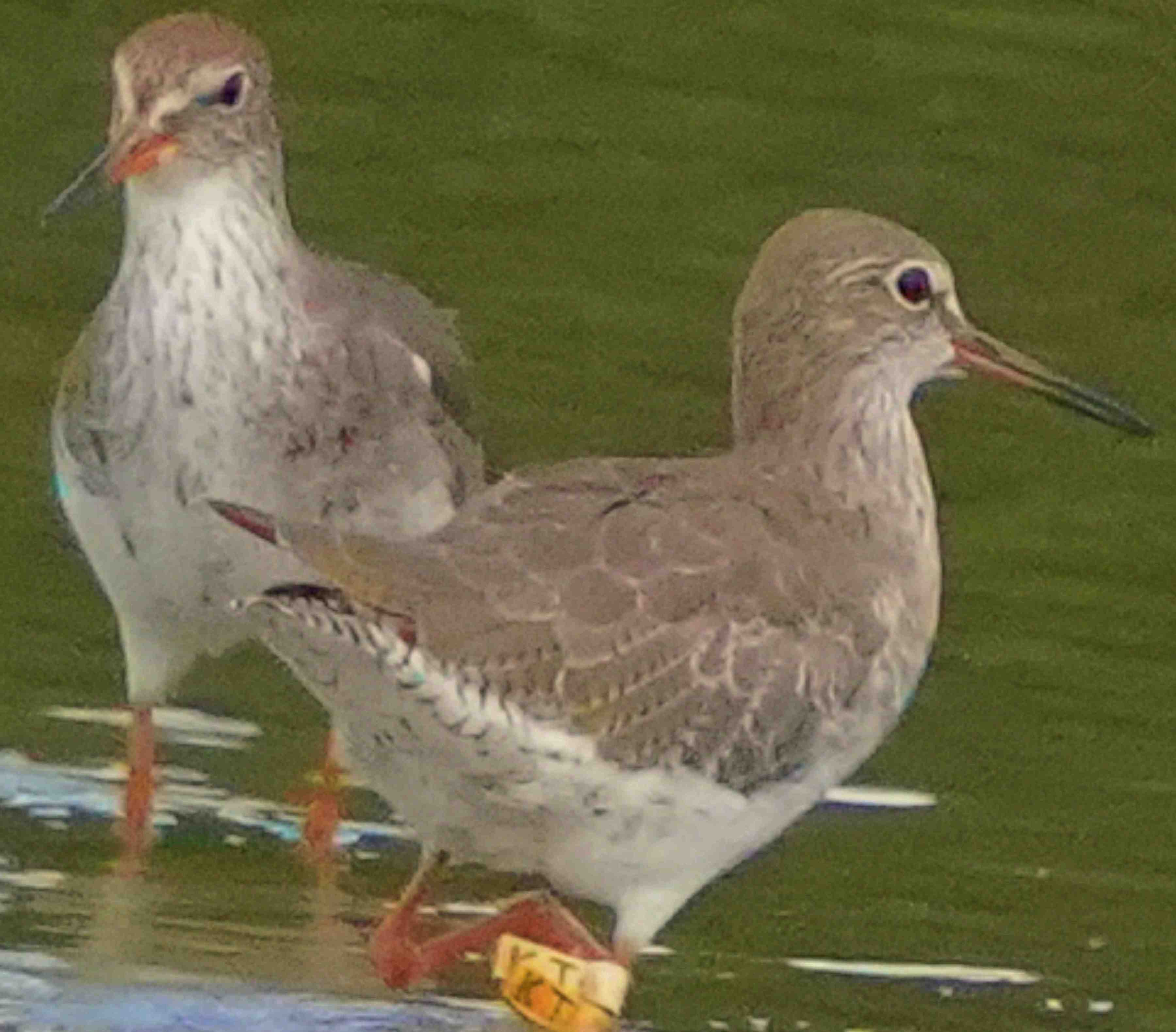鷸  紅腳鷸  Common Redshank A7400765A  (KT)1.JPG