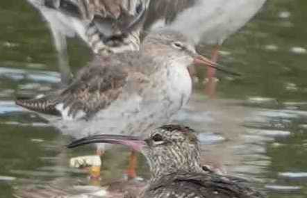 鷸  紅腳鷸  Common Redshank A7400799A  (AX)1.JPG
