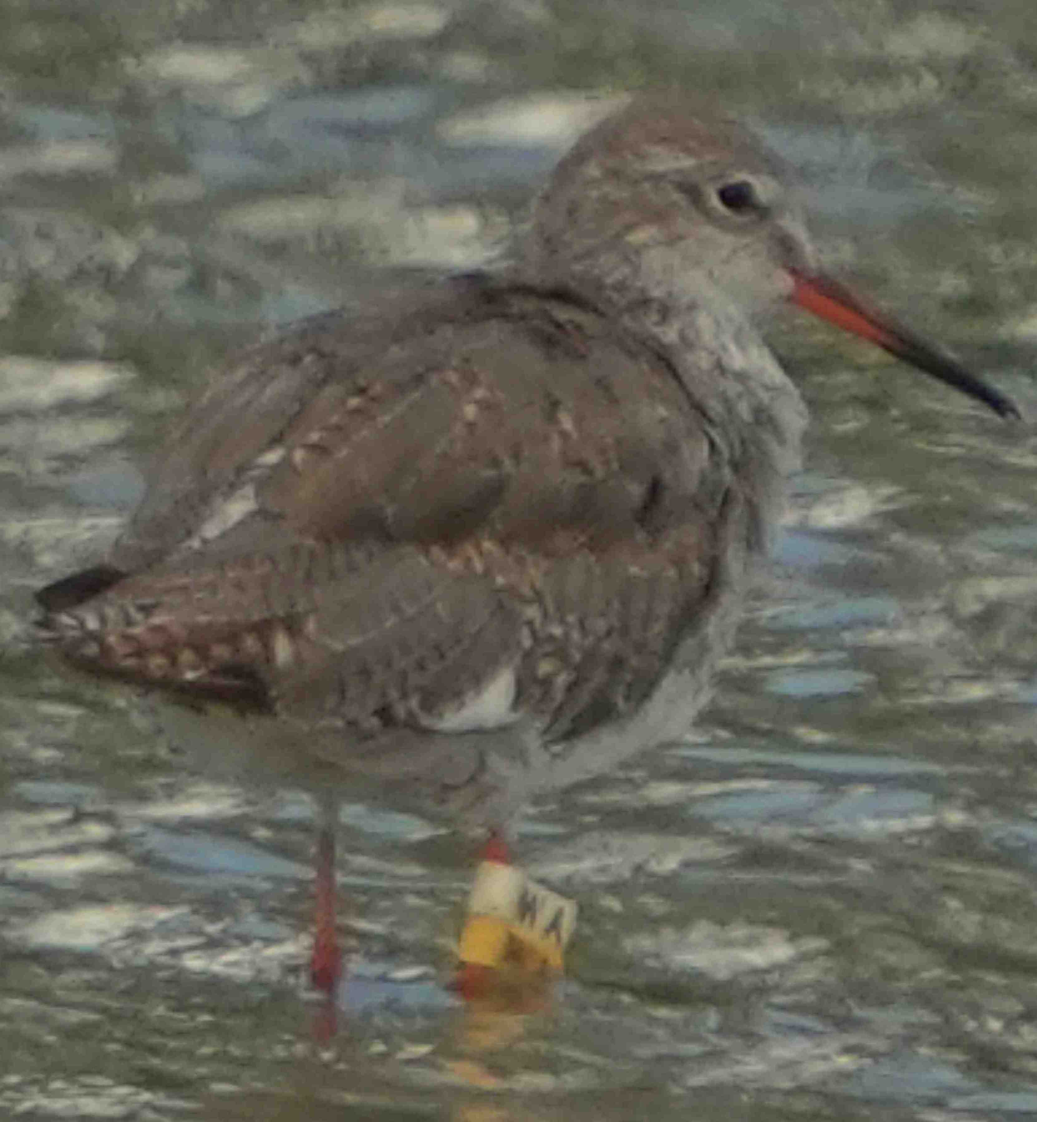 鷸  紅腳鷸  Common Redshank A7400808A  (WA)1.JPG