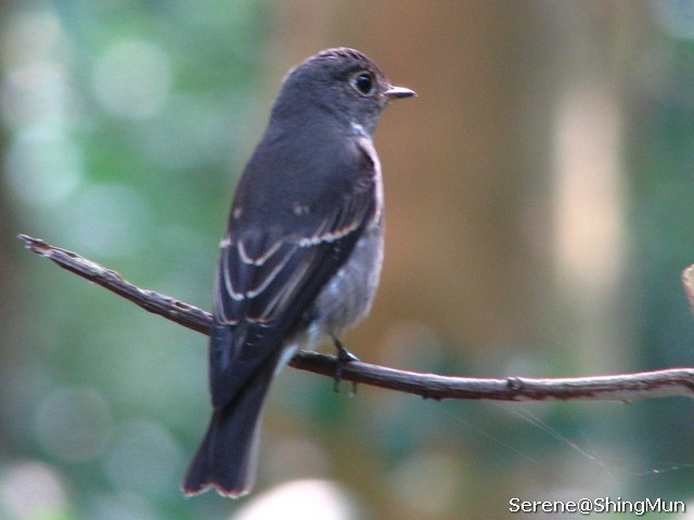 Dark-sided Flycatcher.jpg