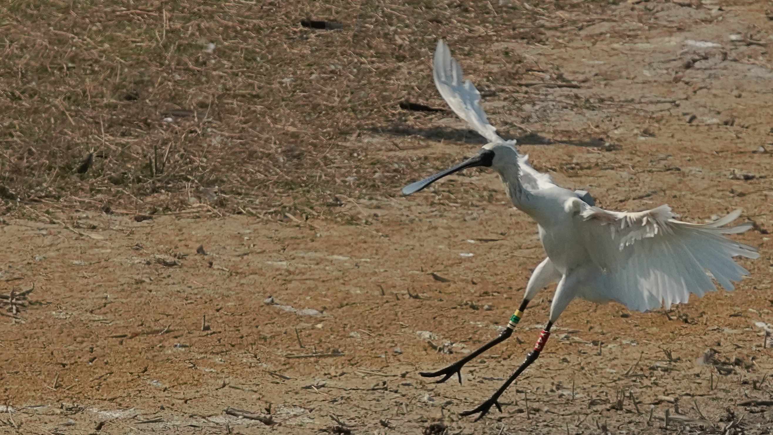 琵鷺  黑臉琵鷺   Black-faced Spoonbill  A1204680A (Y48) report.JPG