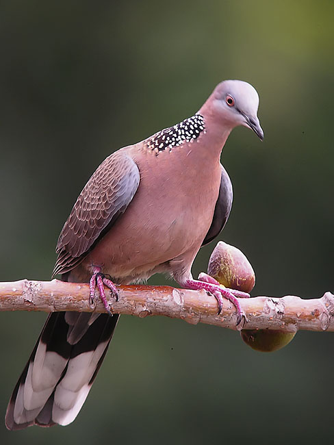 spotted dove DSCN0001.jpg