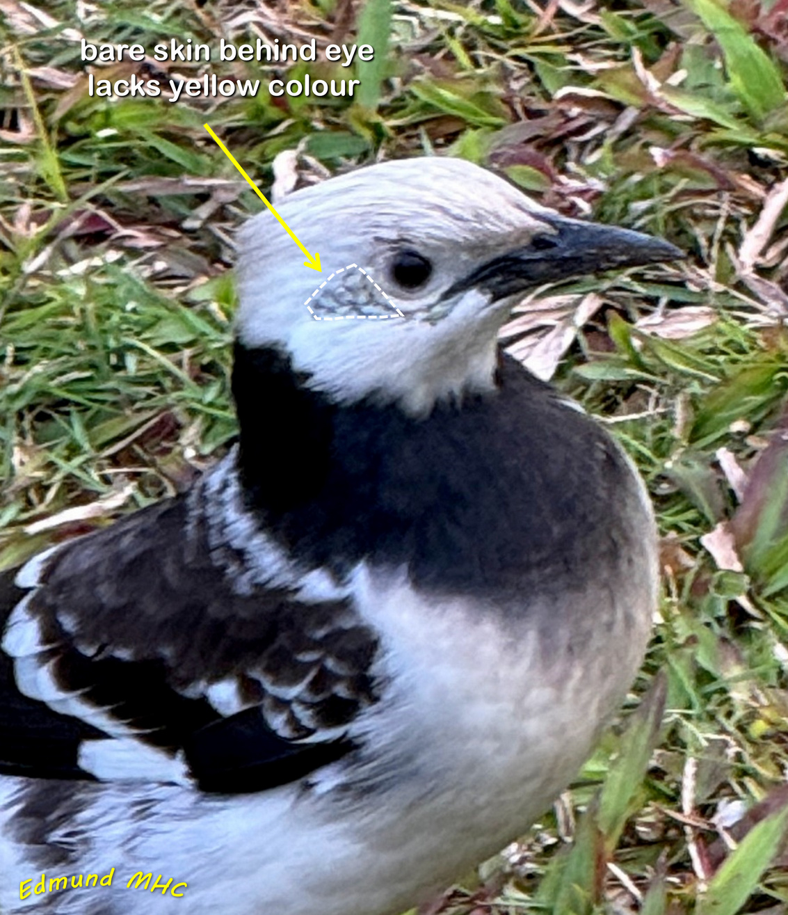 IMG_4466-m2 WM-s.jpg