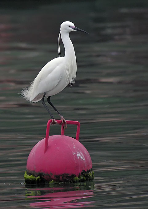 little egret.breed.swaro.crop.nware DSCN1030.jpg