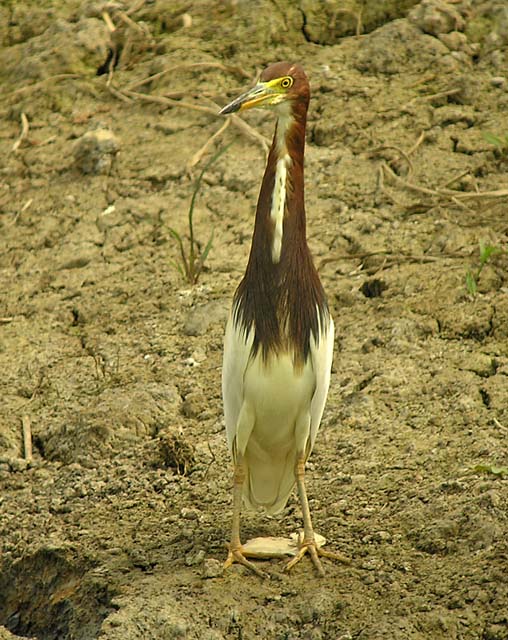 chinese pond heron.breedDSCN4120.jpg