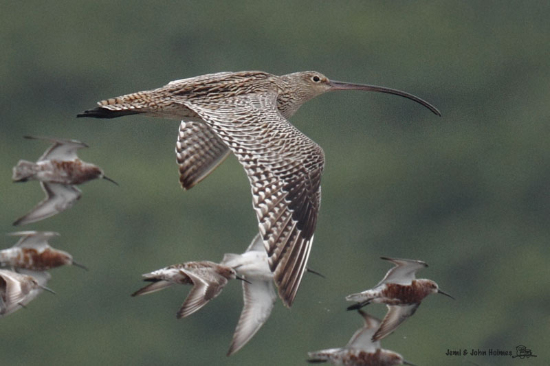 FEast_Curlew_JH_9351-01.jpg