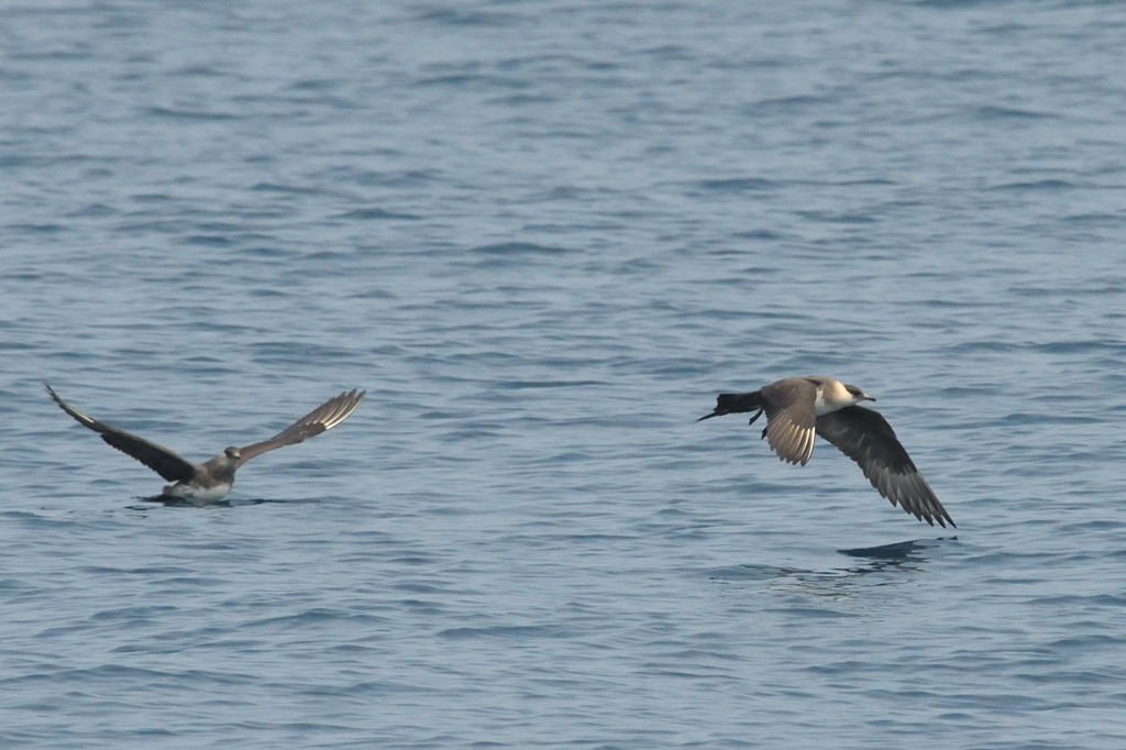 Arctic Jarger 4884s.jpg