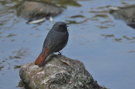 0791_PlumbeousWaterRedstart-M_DSC_0405_HeN104_Lingshan_R.JPG